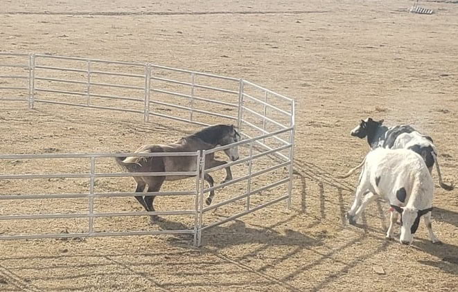 50ft-Round-Pen-for-horses-thumbnail