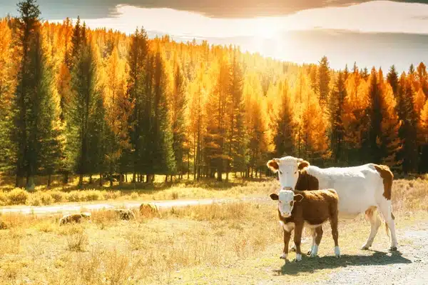 Prepare Cattle for fall
