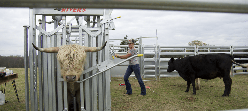 4 Rivers Ranch Equipment Cattle Handling Equipment, Chutes & Corrals | 4 Rivers Ranch