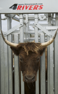 Cattle Handling Equipment, Chutes & Corrals | 4 Rivers Ranch