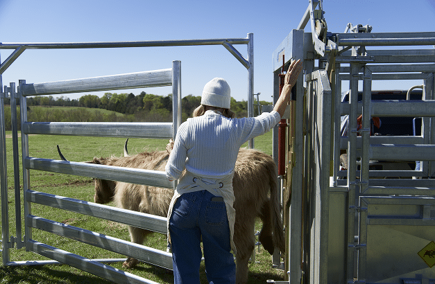 A woman opening a cattle gate for a cow, showcasing agricultural practices and animal care on a farm.